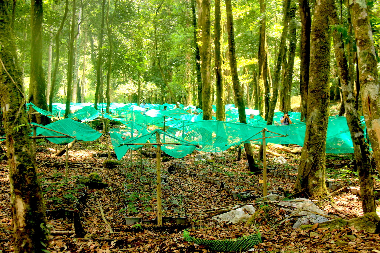 Kỳ lạ vườn sâm quý giúp giữ rừng ở Kon Tum ảnh 9