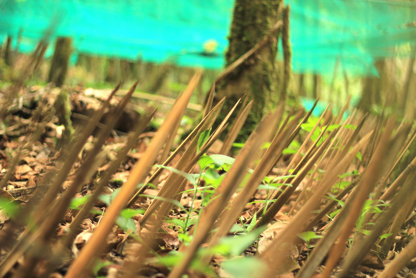 Kỳ lạ vườn sâm quý giúp giữ rừng ở Kon Tum ảnh 7