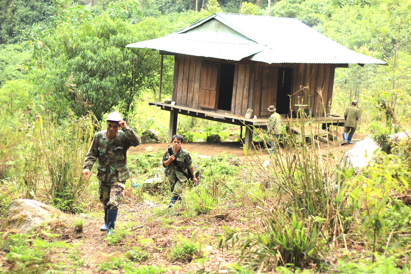 Kỳ lạ vườn sâm quý giúp giữ rừng ở Kon Tum ảnh 5