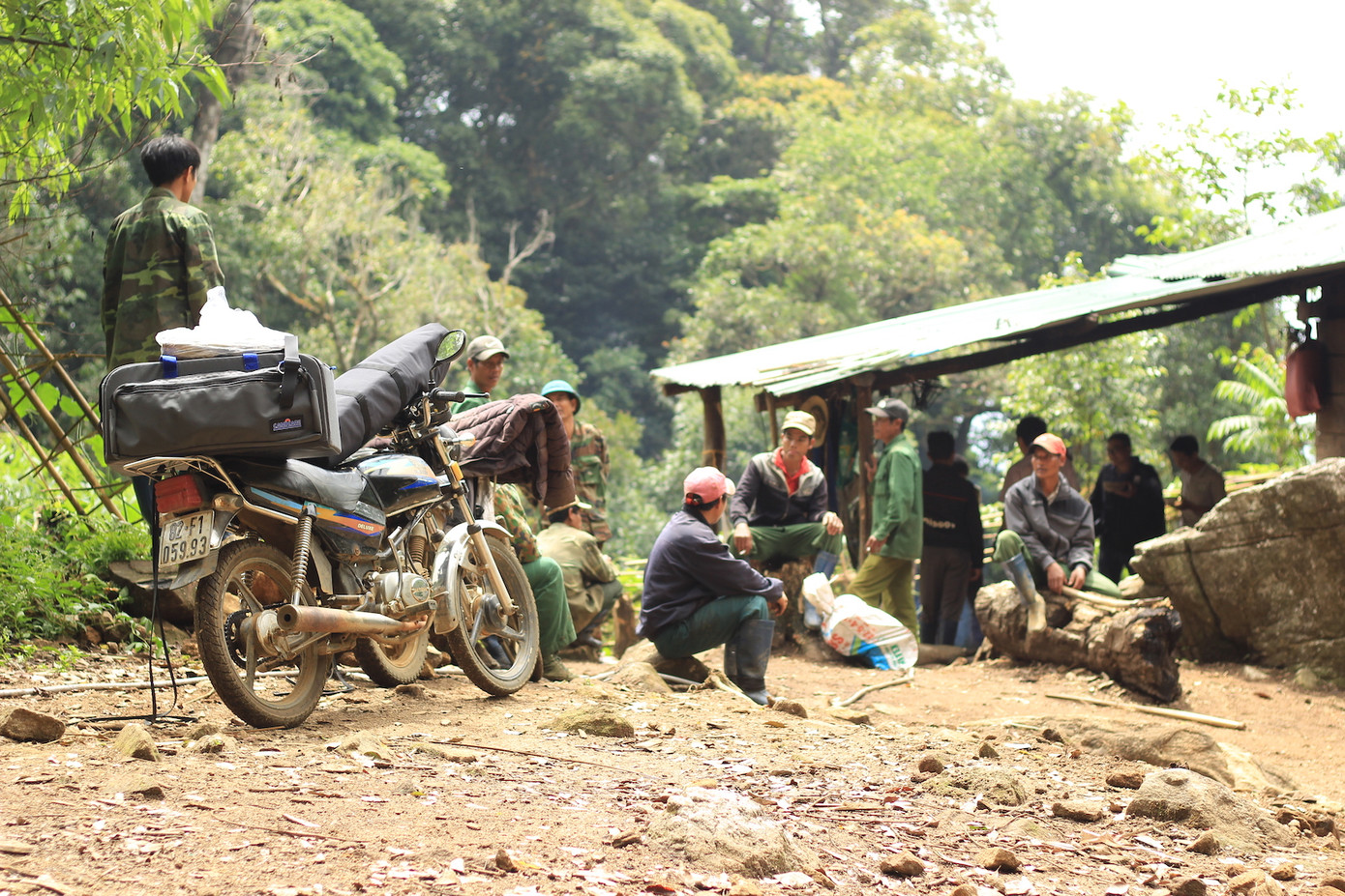 Kỳ lạ vườn sâm quý giúp giữ rừng ở Kon Tum ảnh 4