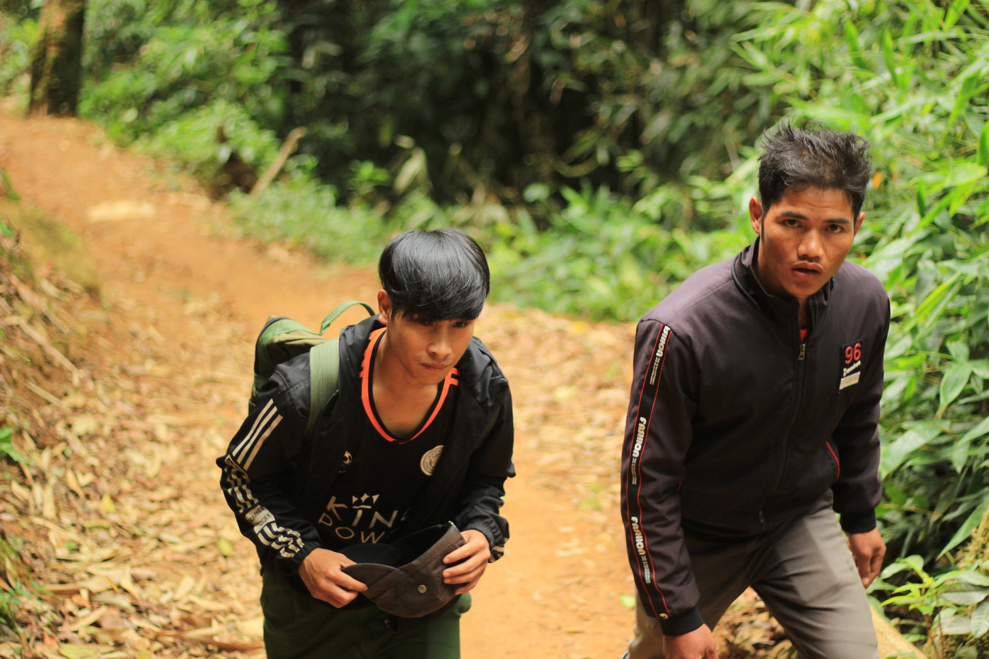 Kỳ lạ vườn sâm quý giúp giữ rừng ở Kon Tum ảnh 2