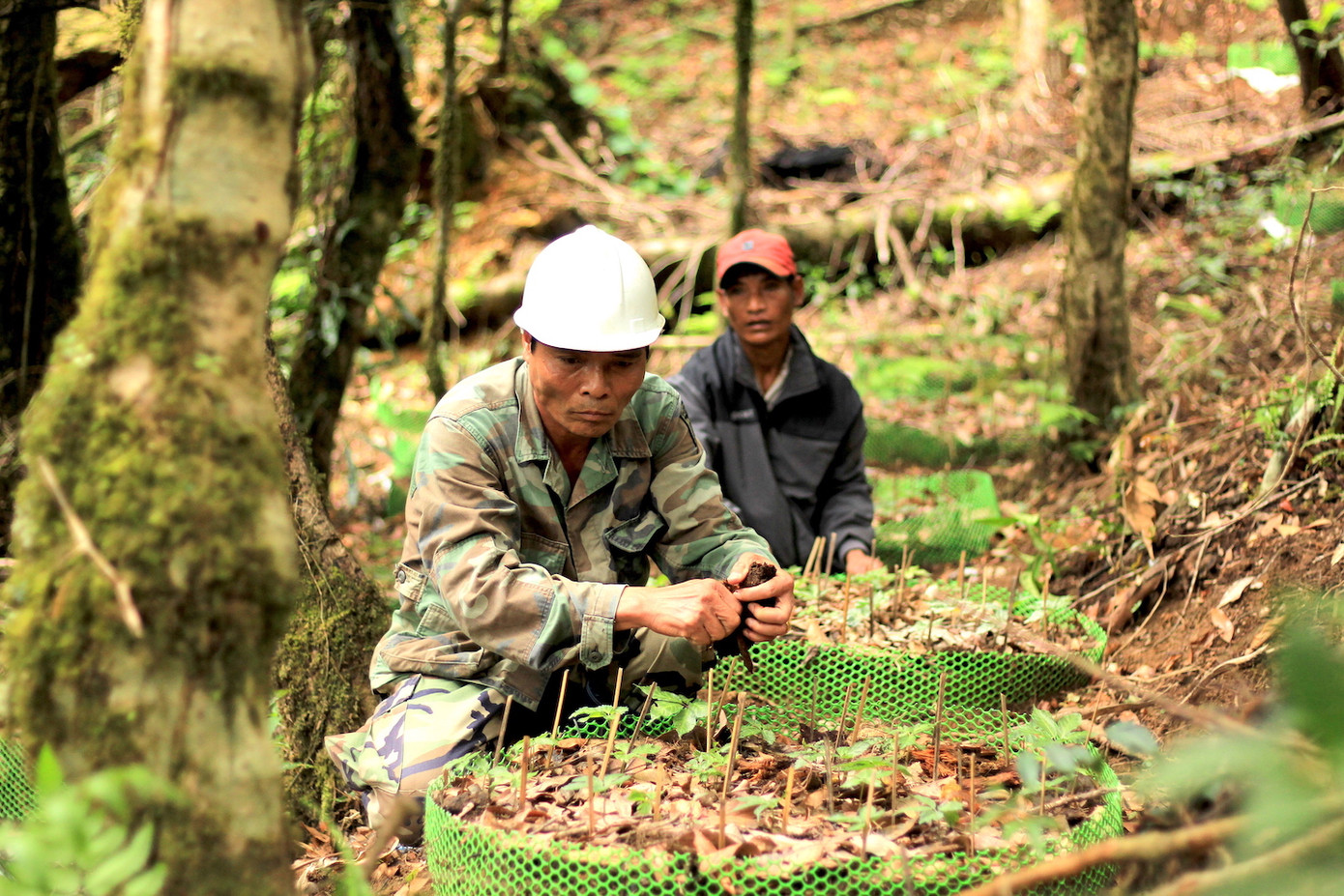 Kỳ lạ vườn sâm quý giúp giữ rừng ở Kon Tum ảnh 16