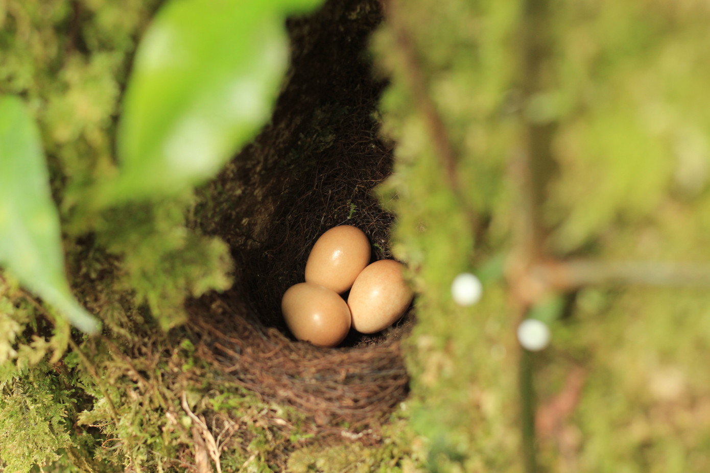 Kỳ lạ vườn sâm quý giúp giữ rừng ở Kon Tum ảnh 10