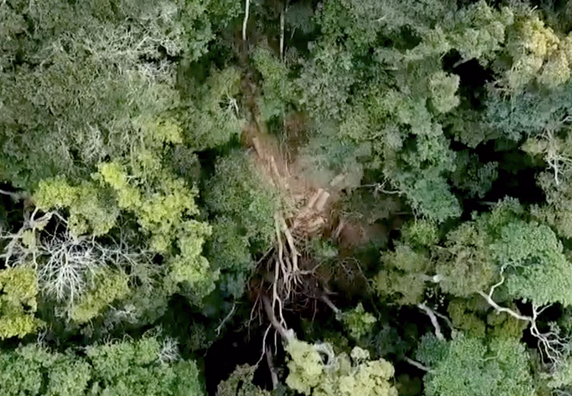 Rừng bị phá tan nát, lãnh đạo địa phương 'đi công tác không biết ngày về' ảnh 1