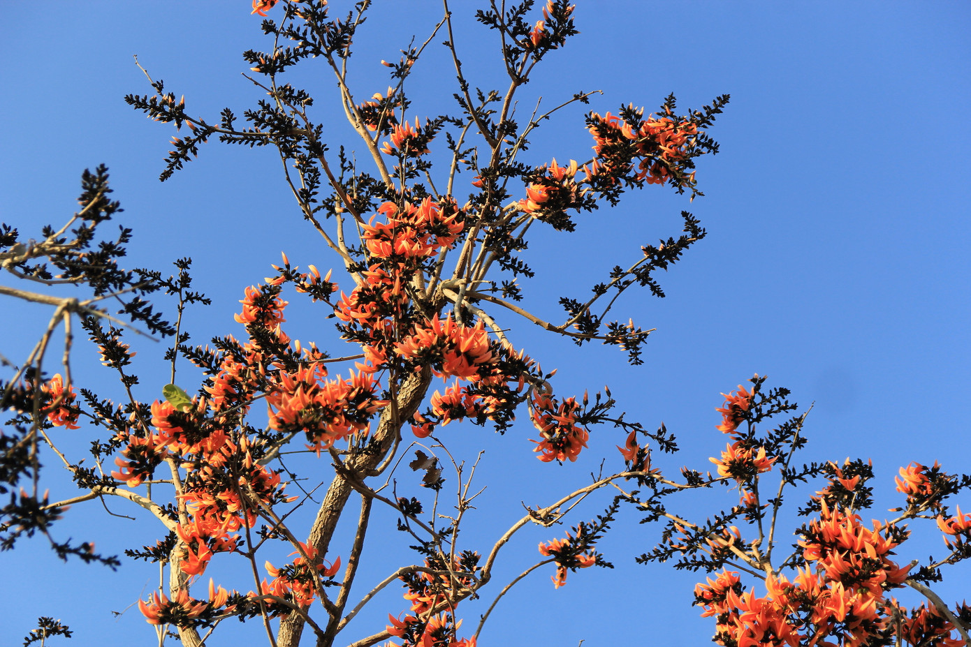 Ngắm loài hoa 'độc nhất vô nhị' ở Tây Nguyên ảnh 6