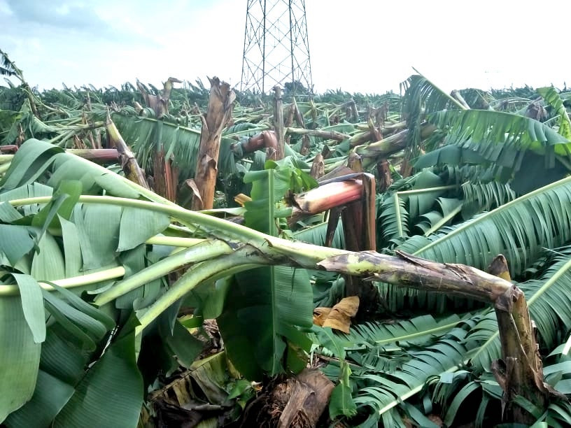Gia Lai: Nhiều trường hợp bị tường bất ngờ đổ sập đè chết ảnh 1