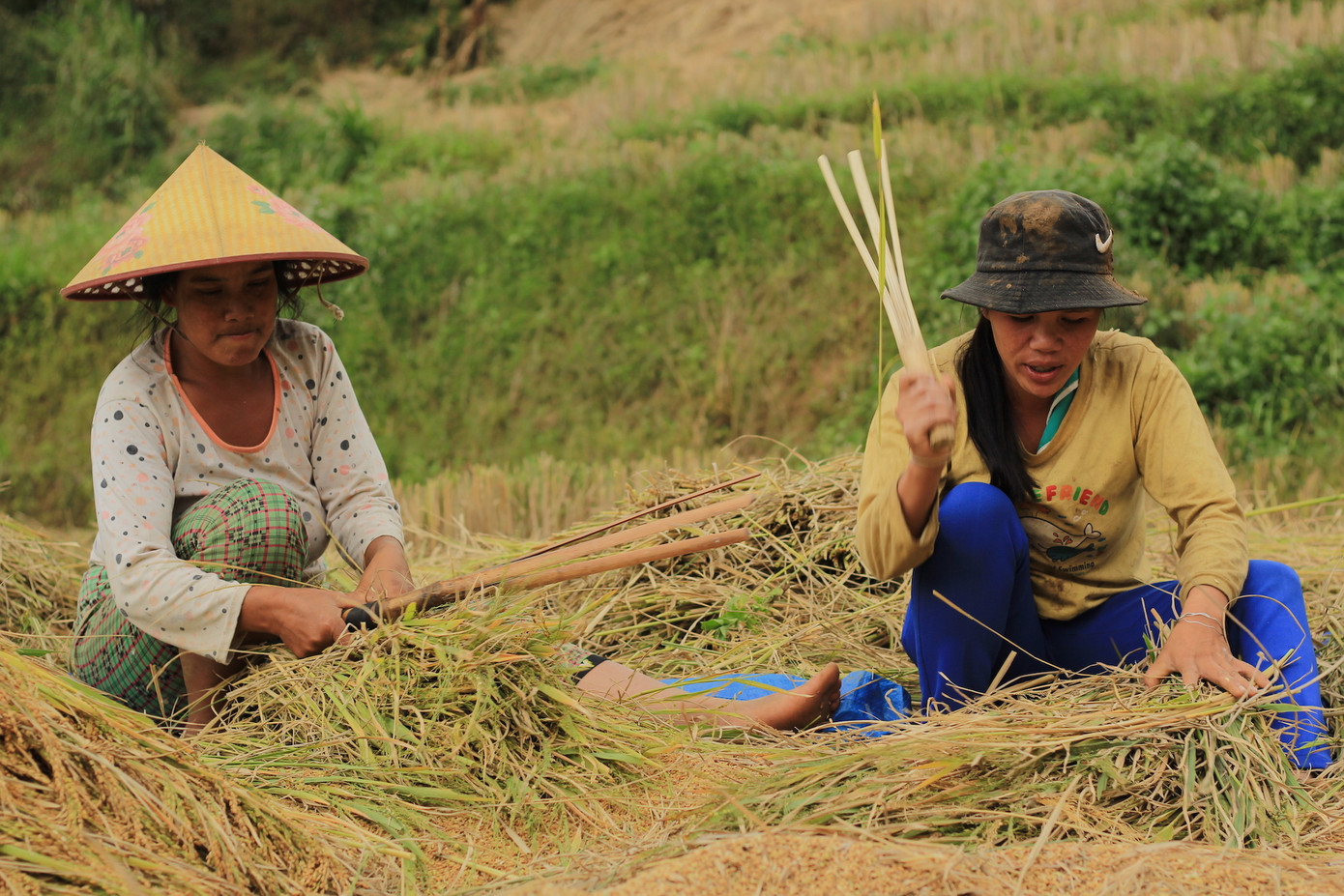 Hình ảnh đẹp bình dị trong 'mùa vàng' của người Xê Đăng dưới chân núi Ngọc Linh ảnh 8 Hình ảnh đẹp bình dị trong 'mùa vàng' của người Xê Đăng dưới chân núi Ngọc Linh ảnh 8