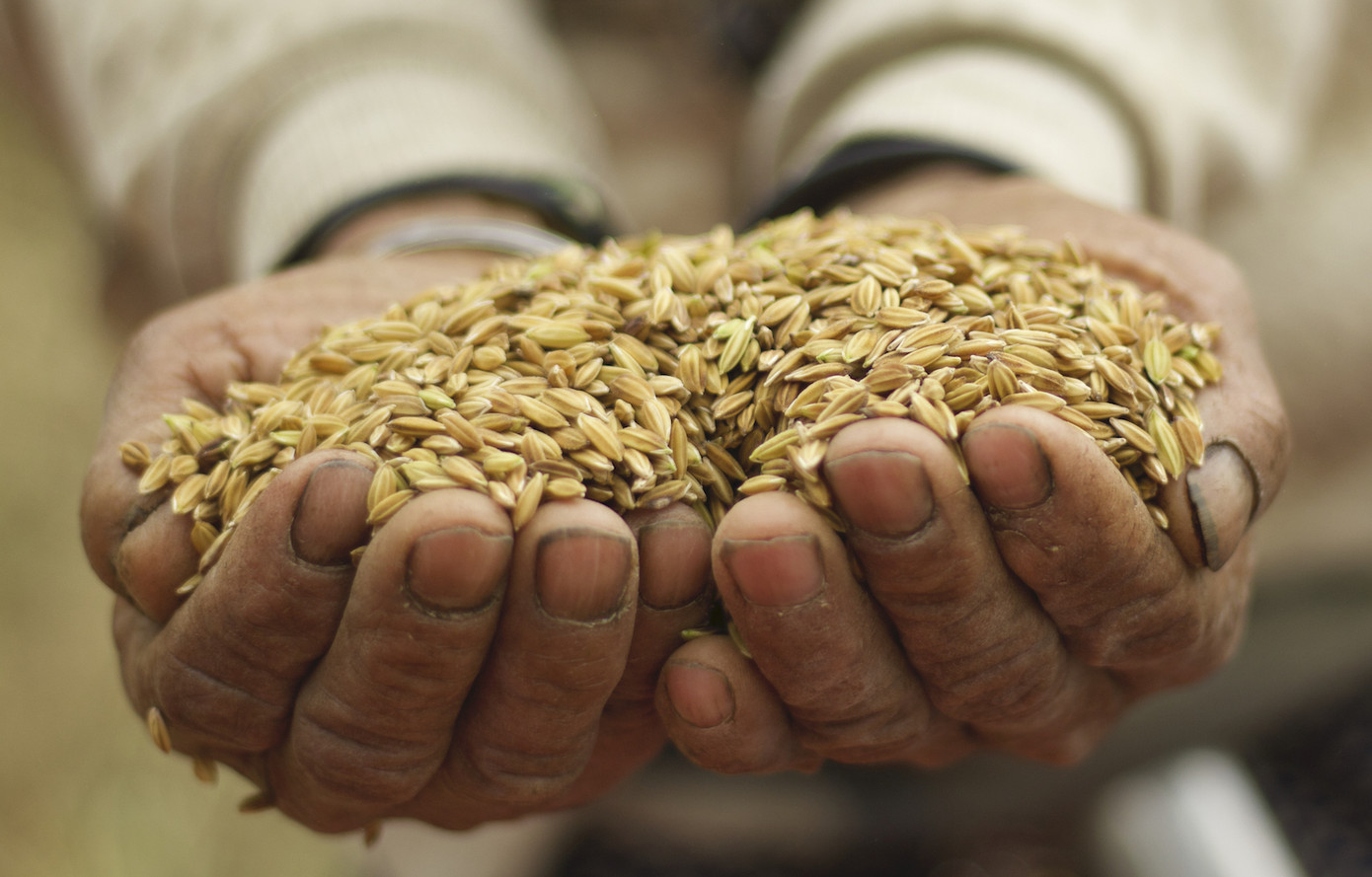 Hình ảnh đẹp bình dị trong 'mùa vàng' của người Xê Đăng dưới chân núi Ngọc Linh ảnh 9