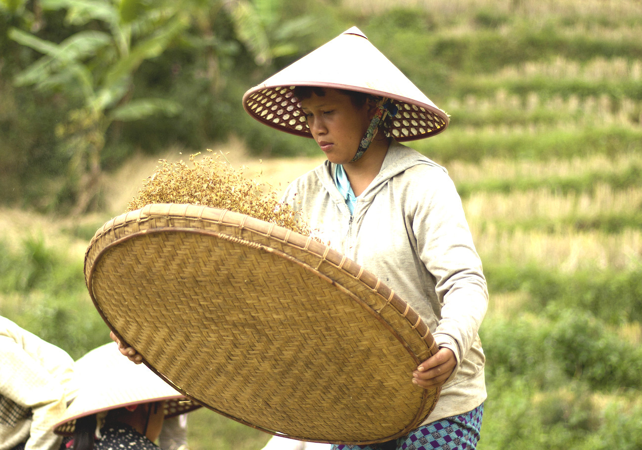 Hình ảnh đẹp bình dị trong 'mùa vàng' của người Xê Đăng dưới chân núi Ngọc Linh ảnh 7