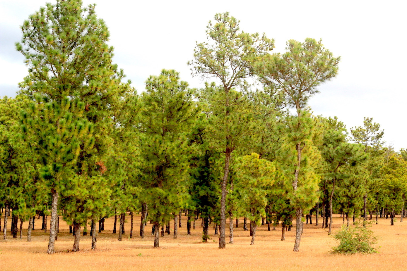 Sân golf ở Gia Lai hoàn thành có lợi ích gì cho dân? ảnh 2