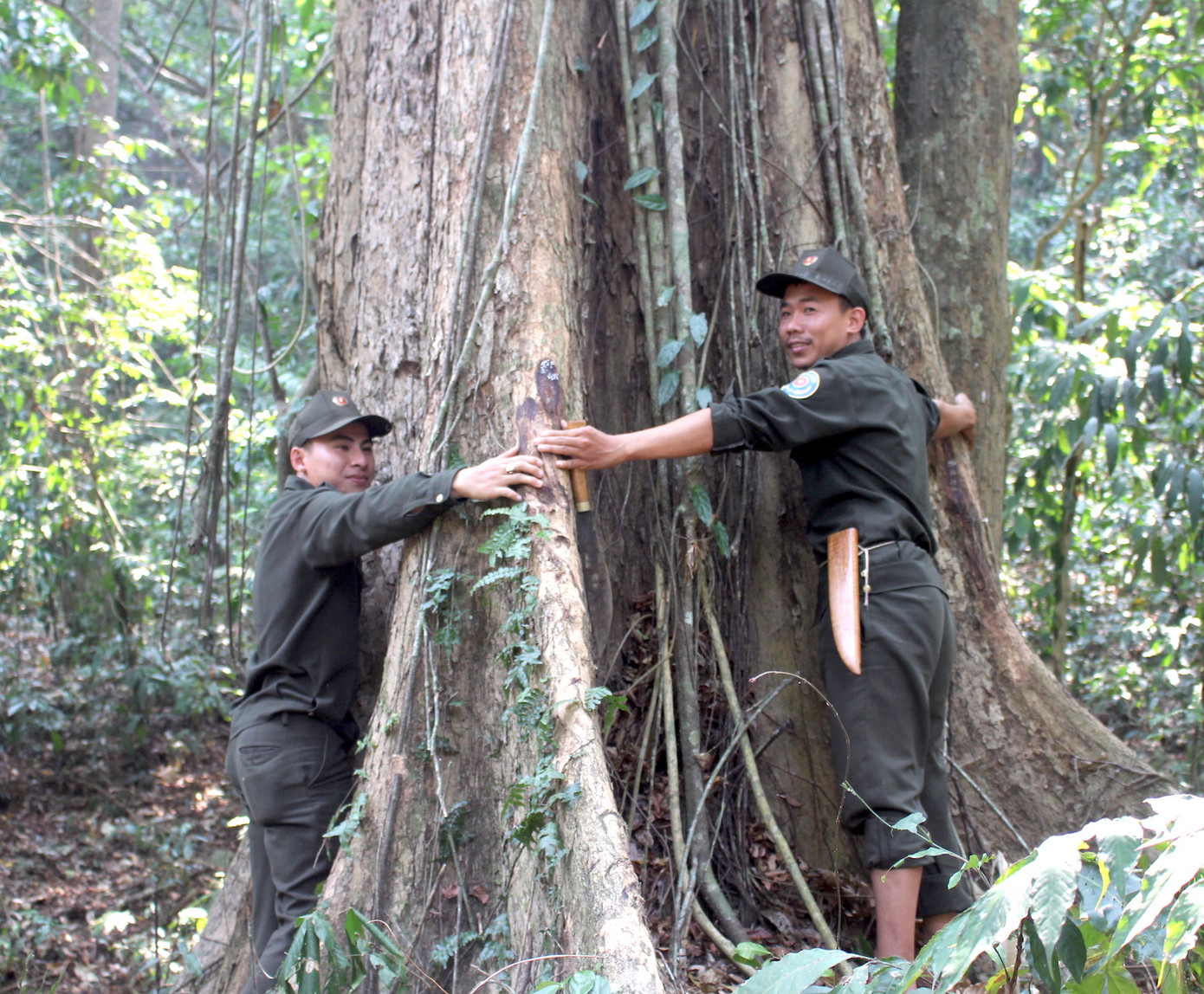 Lợi dụng mưa bão, lâm tặc 'xẻ thịt' 3 cây giáng hương cổ thụ ở Gia Lai ảnh 1