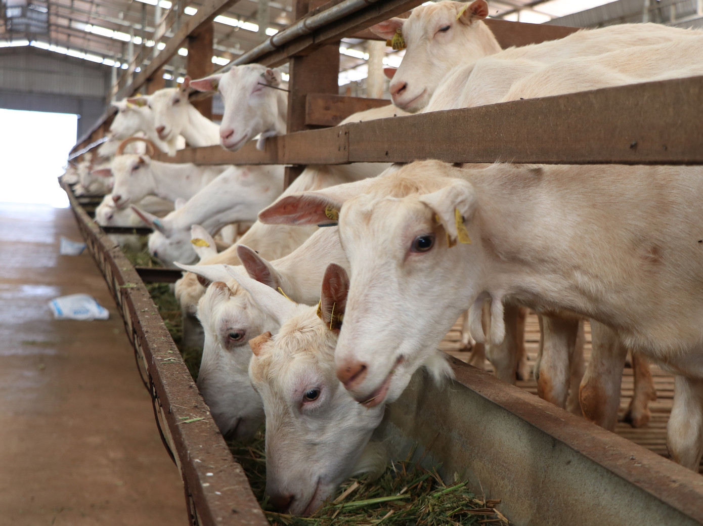 Vị PGS Tiến sỹ dành cả đời cho dê ảnh 2