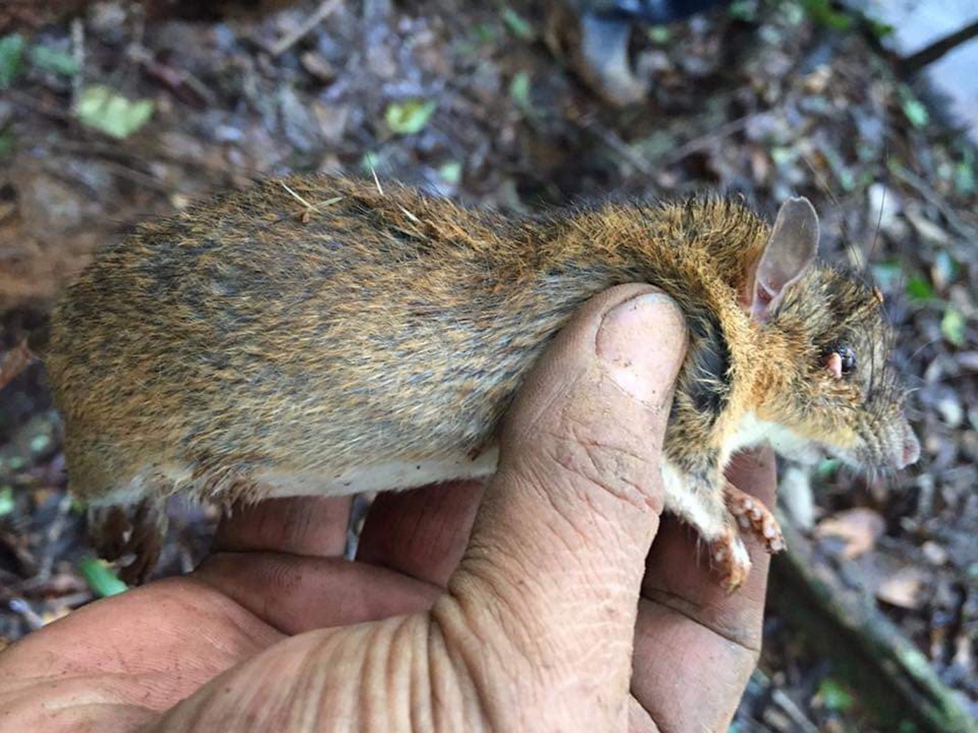 Kỳ lạ vườn sâm quý giúp giữ rừng ở Kon Tum ảnh 15