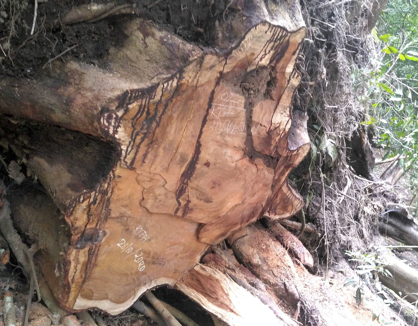 Tận thấy hiện trường rừng giáng hương cổ thụ bị tàn phá ở Tây Nguyên ảnh 8