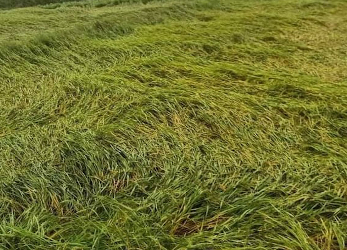 Bão số 9 cuốn trôi cầu, tốc hàng loạt mái nhà ở Gia Lai - Kon Tum ảnh 5