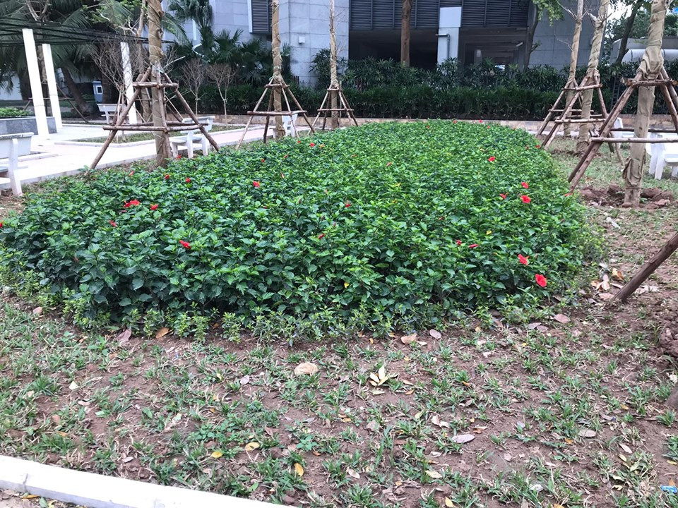 Vừa 'đòi ' được khu đất vàng, dân lại lo DN lấp hồ Thành Công xây chung cư ảnh 10