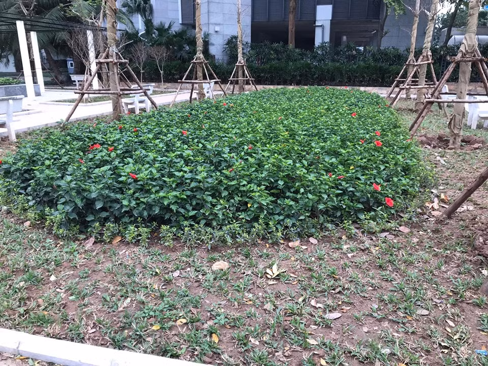 Vừa 'đòi ' được khu đất vàng, dân lại lo DN lấp hồ Thành Công xây chung cư ảnh 10