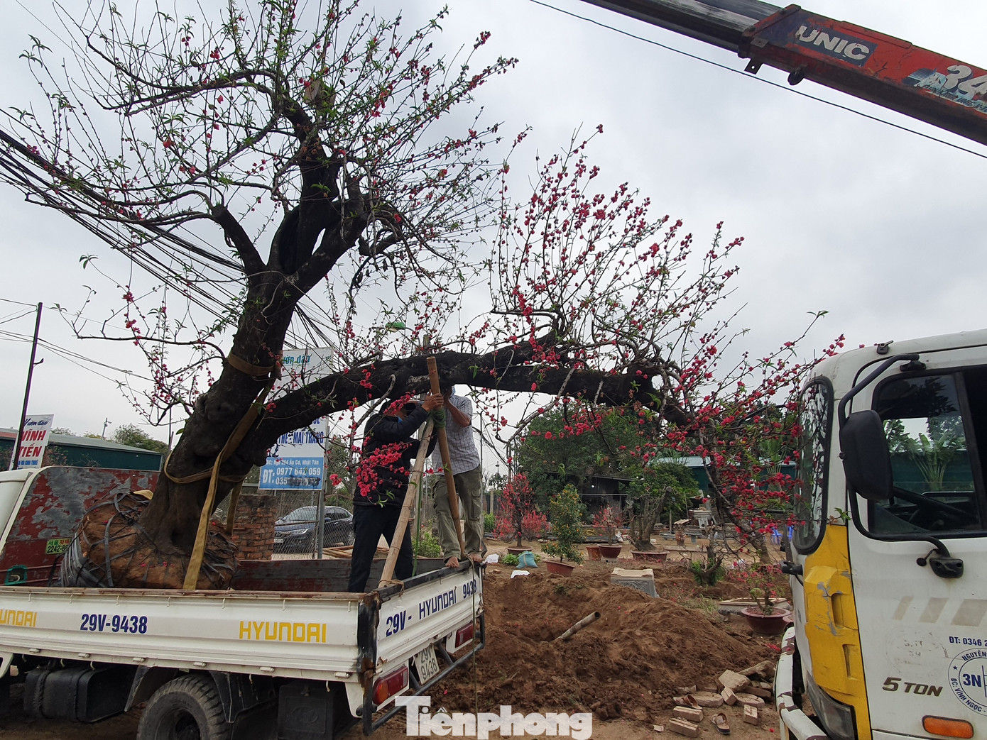 Đào, quất sớm 'về vườn' sau Tết Tân Sửu ảnh 5