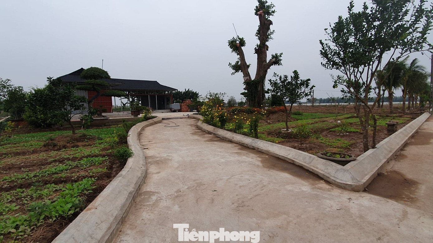 Ngang nhiên trồng hàng trăm cây lâu năm xâm phạm đê sông Đáy ảnh 7