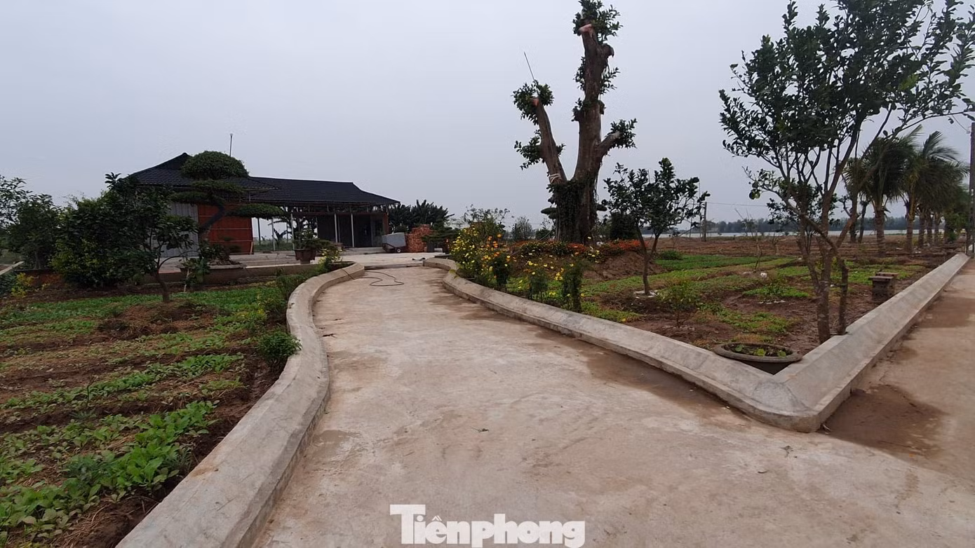 Ngang nhiên trồng hàng trăm cây lâu năm xâm phạm đê sông Đáy ảnh 7