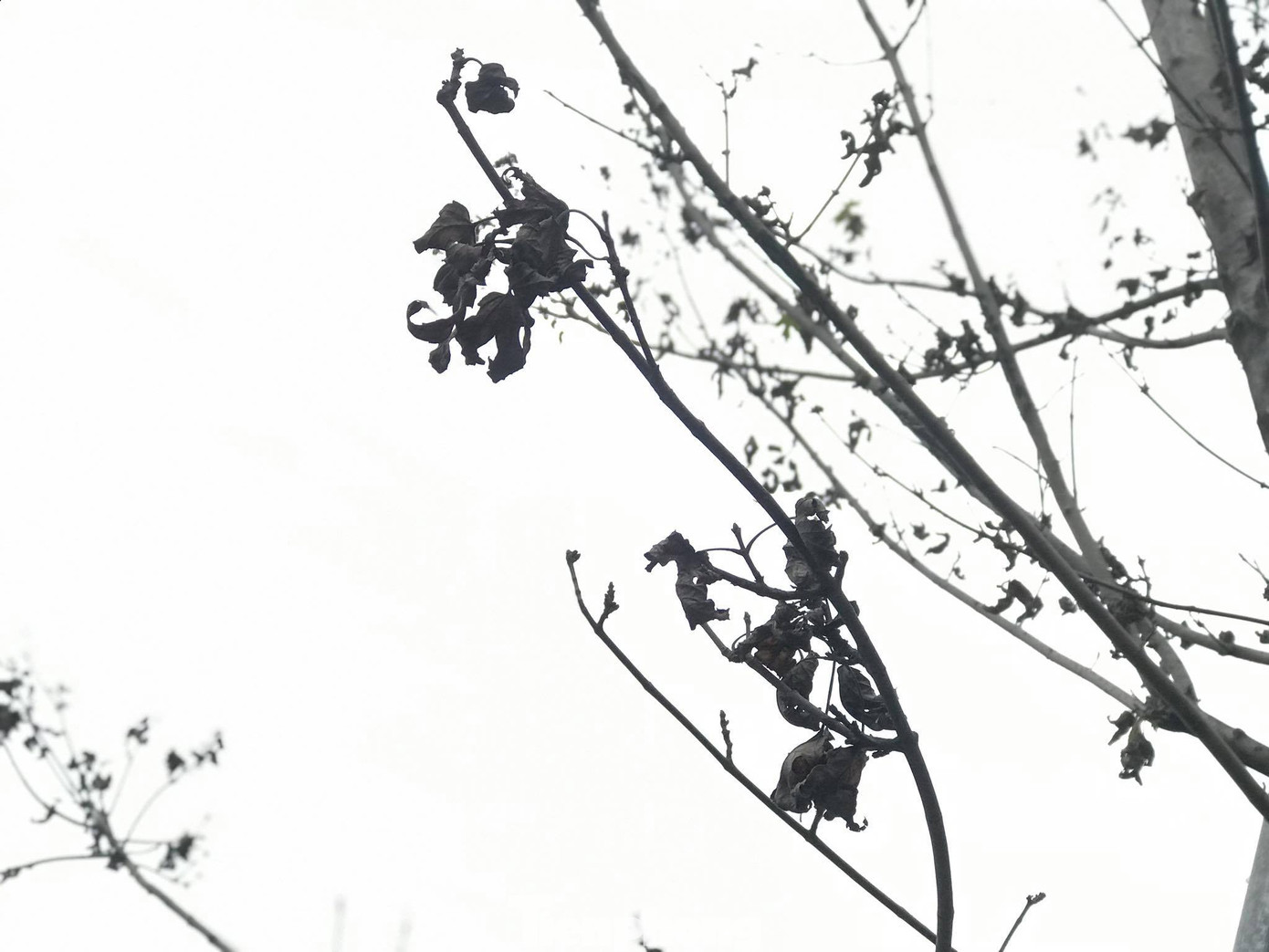 Qua ba mùa rét, hàng phong trồng tại Hà Nội vẫn chưa đỏ lá ảnh 5