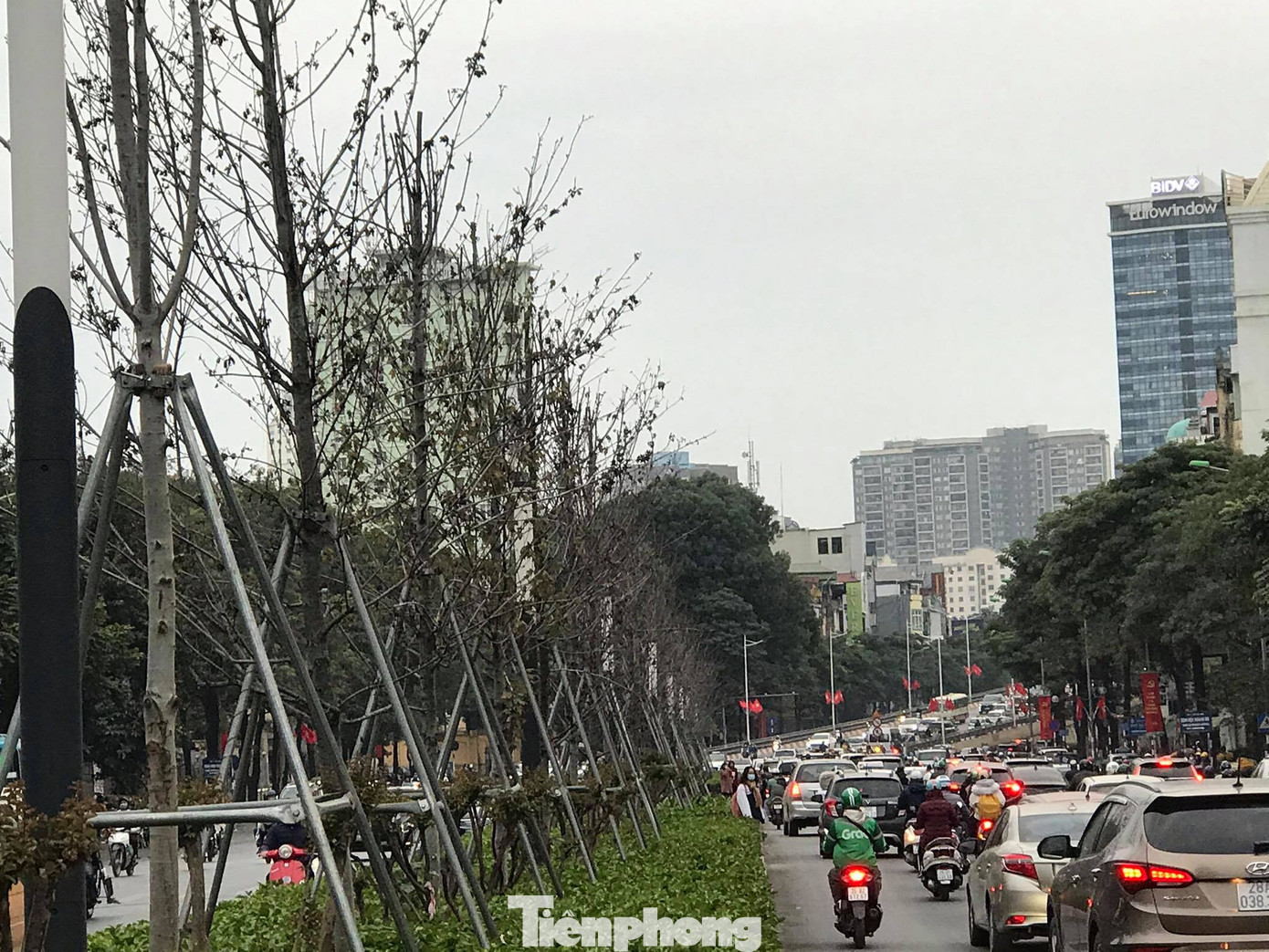 Qua ba mùa rét, hàng phong trồng tại Hà Nội vẫn chưa đỏ lá ảnh 1