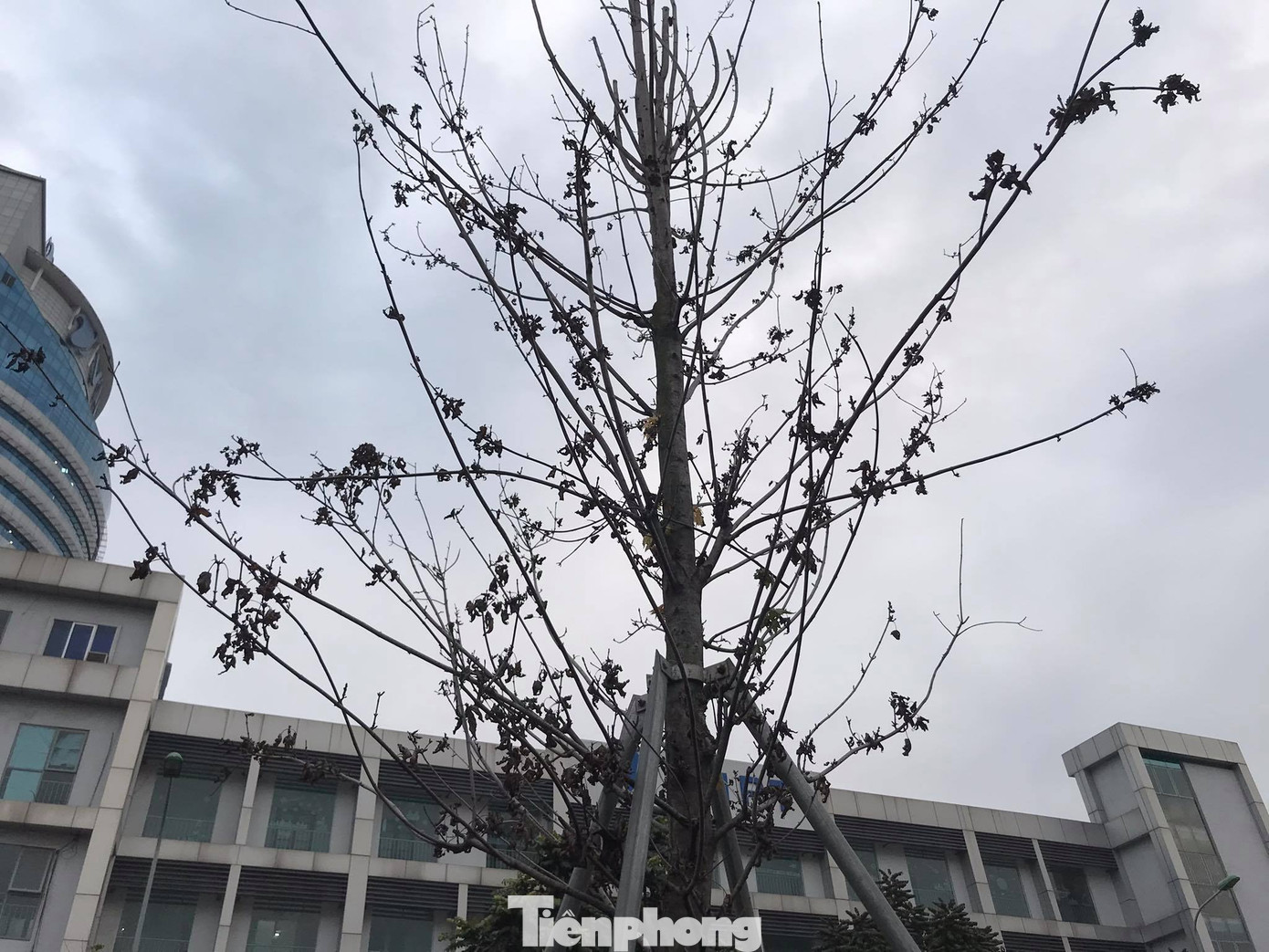 Qua ba mùa rét, hàng phong trồng tại Hà Nội vẫn chưa đỏ lá ảnh 4