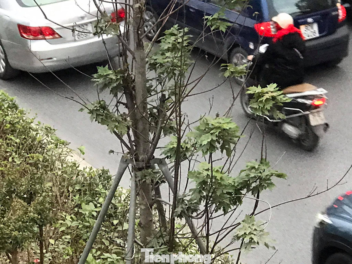 Qua ba mùa rét, hàng phong trồng tại Hà Nội vẫn chưa đỏ lá ảnh 7