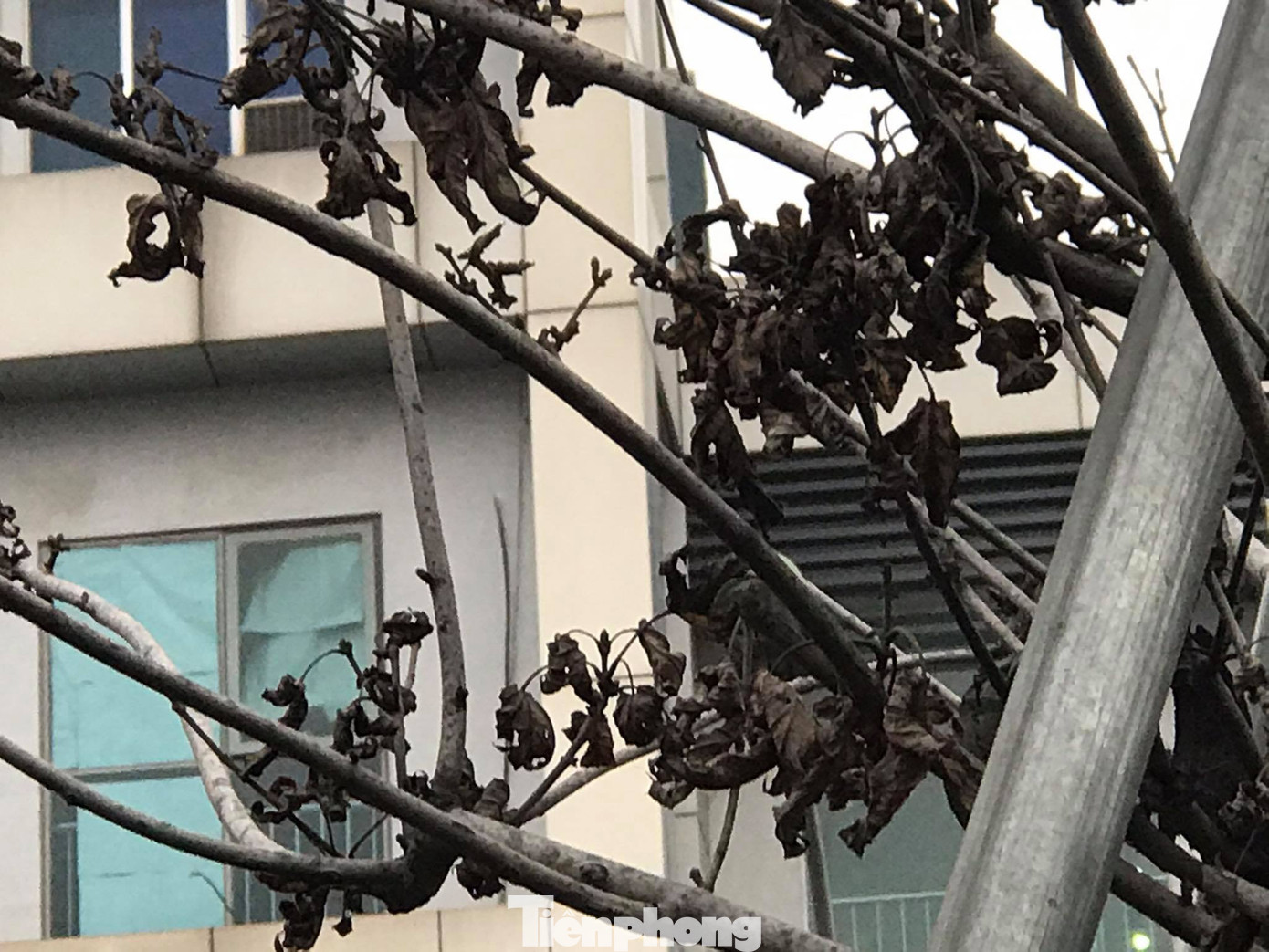 Qua ba mùa rét, hàng phong trồng tại Hà Nội vẫn chưa đỏ lá ảnh 6