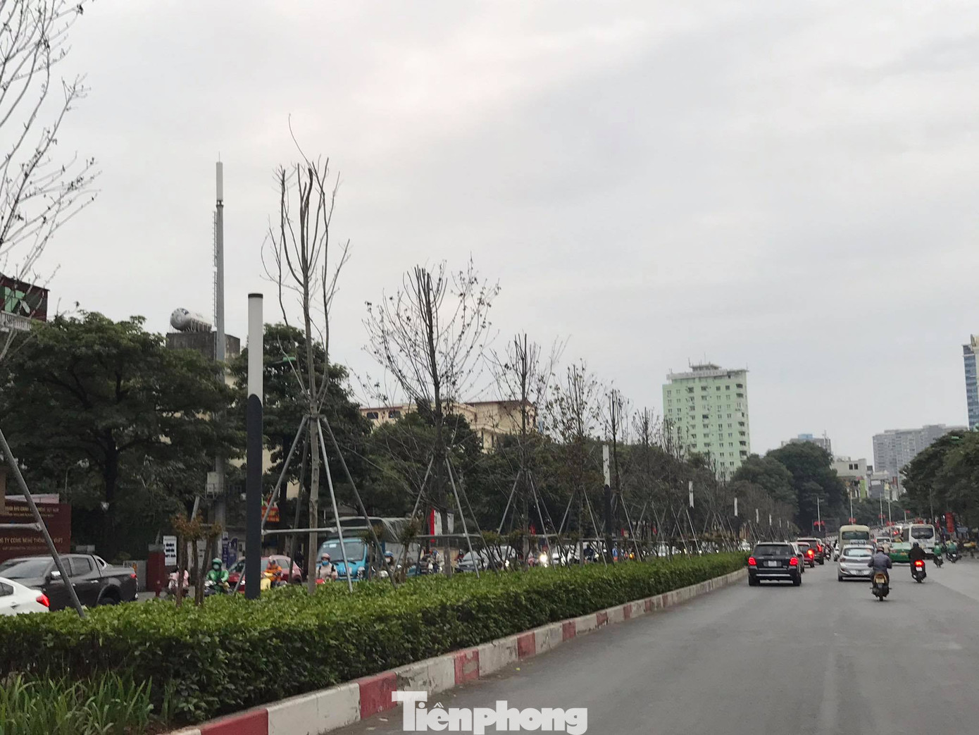 Qua ba mùa rét, hàng phong trồng tại Hà Nội vẫn chưa đỏ lá ảnh 2