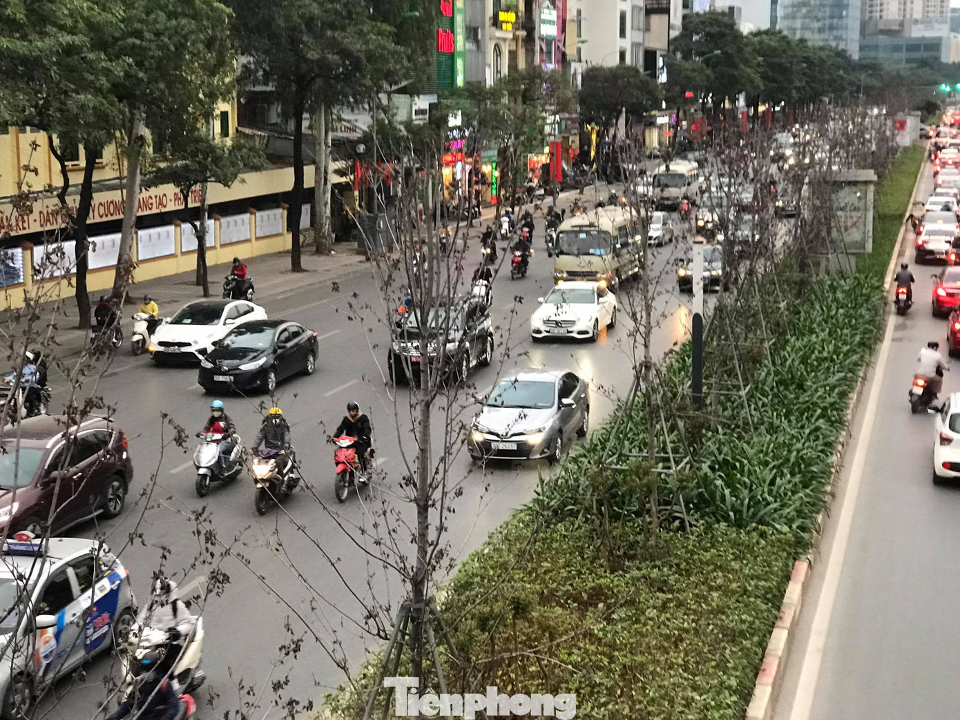 Qua ba mùa rét, hàng phong trồng tại Hà Nội vẫn chưa đỏ lá ảnh 8