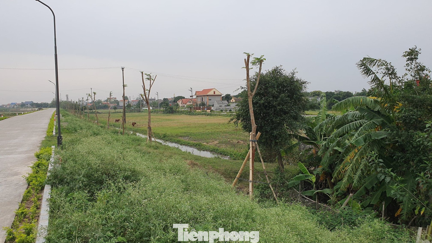 Ngang nhiên trồng hàng trăm cây lâu năm xâm phạm đê sông Đáy ảnh 4