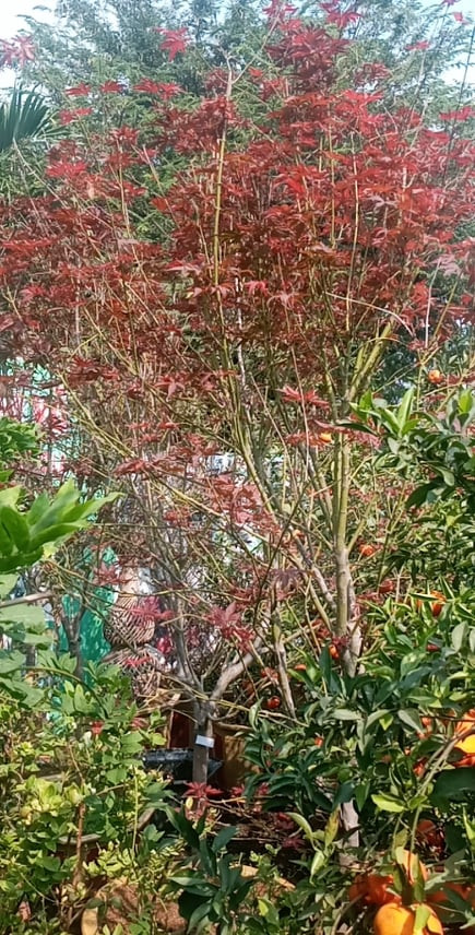 Cùng trồng tại Hà Nội, vì sao có cây phong sống khoẻ ra lá đỏ, nhiều cây lại chết rụi? ảnh 1