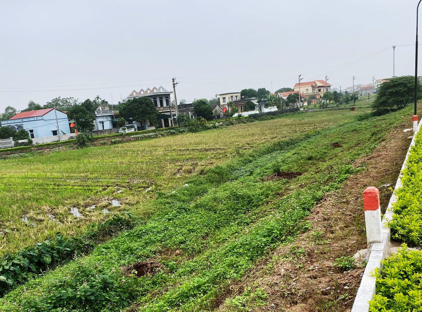 Nhổ toàn bộ hàng cây lâu năm xâm phạm đê sông Đáy ảnh 1