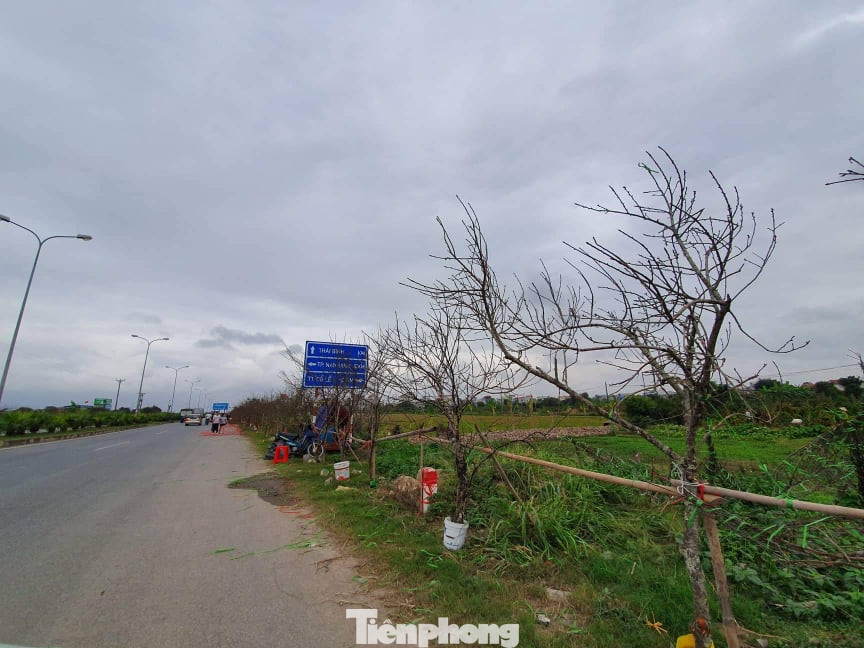 Chuyên gia lâm nghiệp nói gì về đào rừng? ảnh 1