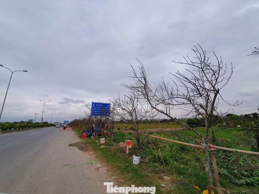 Chuyên gia lâm nghiệp nói gì về đào rừng? ảnh 1