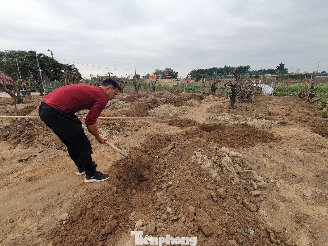 Đào, quất sớm 'về vườn' sau Tết Tân Sửu ảnh 2