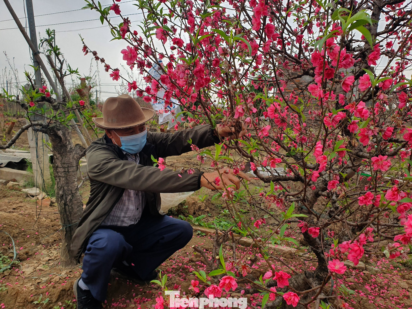 Đào, quất sớm 'về vườn' sau Tết Tân Sửu ảnh 10