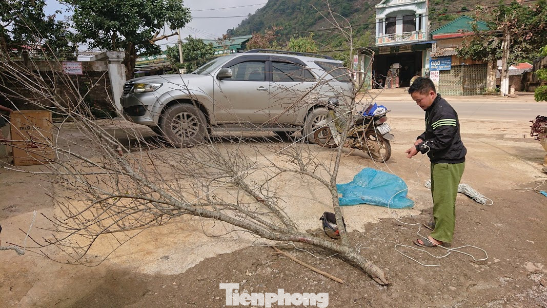 Đề xuất phương án dán tem cho đào về phố ảnh 1