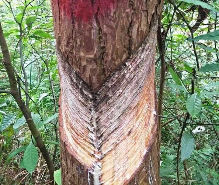 Hàng nghìn cây thông vườn quốc gia Tam Đảo bị cạo vỏ trộm ảnh 2