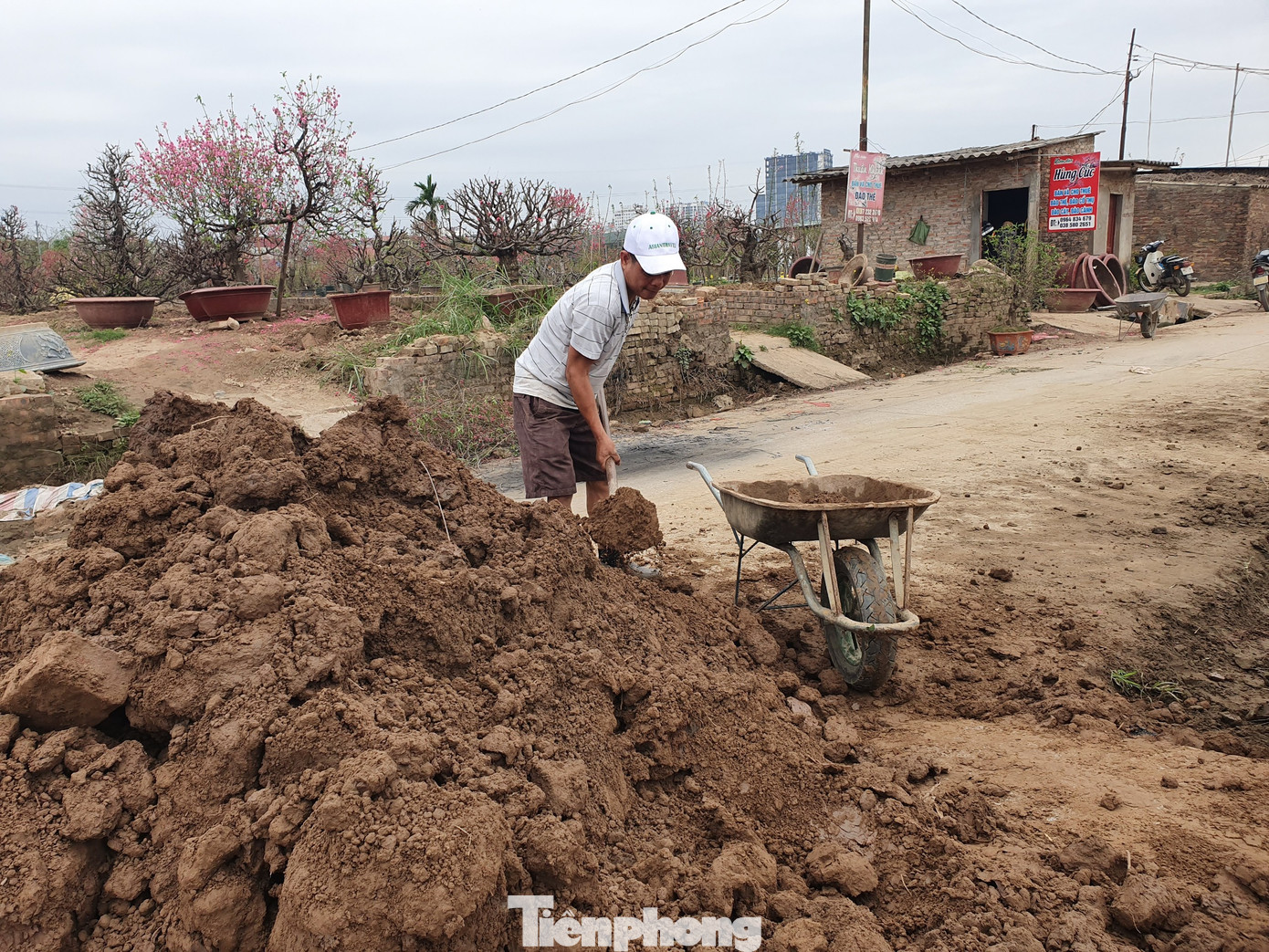 Đào, quất sớm 'về vườn' sau Tết Tân Sửu ảnh 3