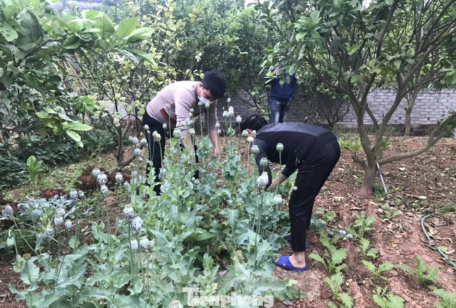 Lén lút trồng cây thuốc phiện trong vườn sẽ bị xử lý thế nào? ảnh 1