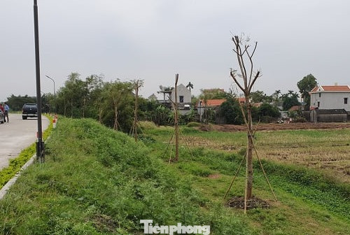 Vụ Quản lý Đê điều lên tiếng vụ trồng cây lâu năm xâm phạm đê sông Đáy ảnh 1