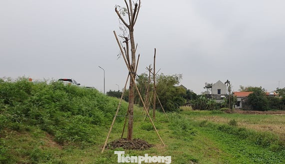 Vụ Quản lý Đê điều lên tiếng vụ trồng cây lâu năm xâm phạm đê sông Đáy ảnh 2