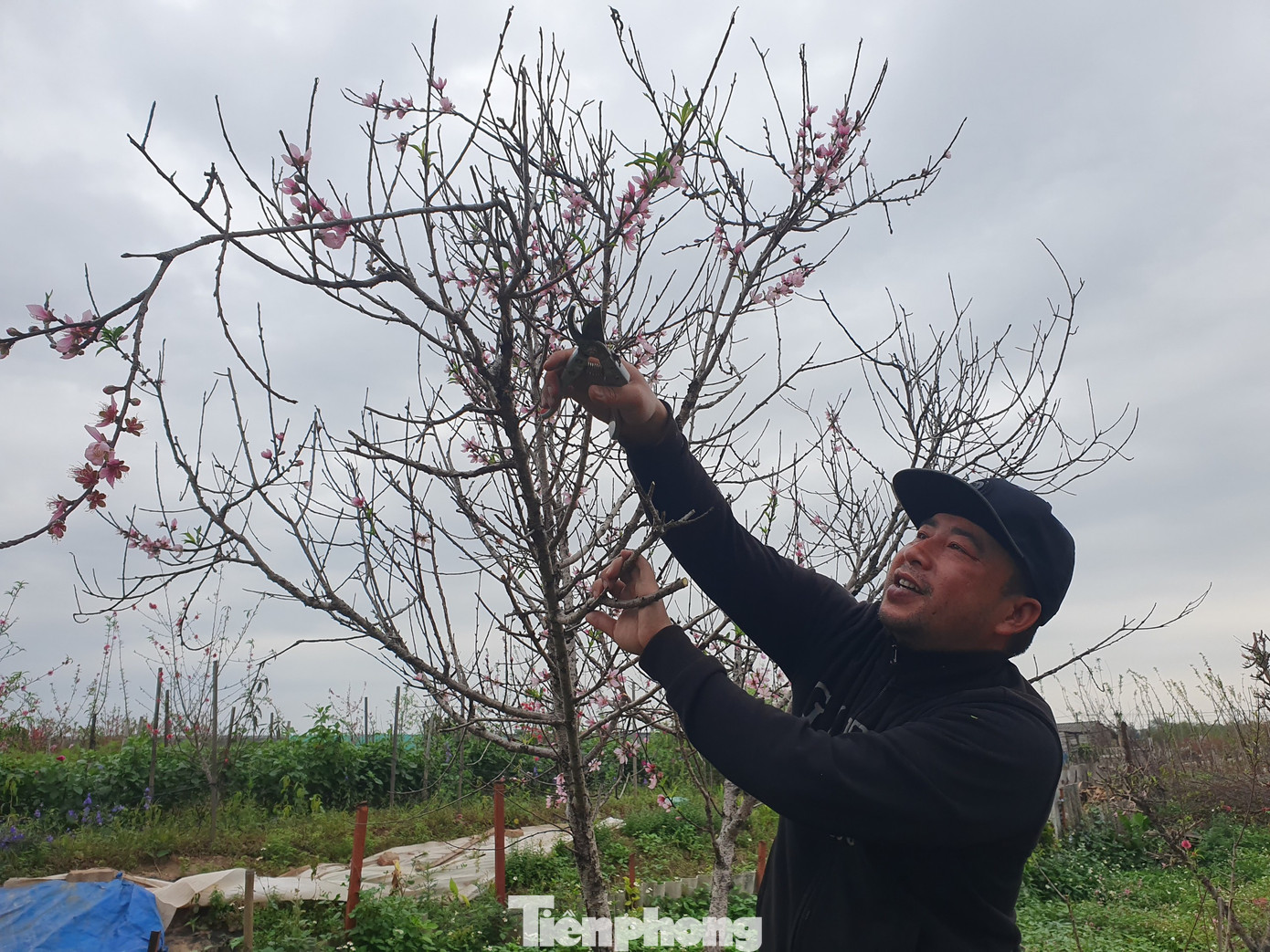 Đào, quất sớm 'về vườn' sau Tết Tân Sửu ảnh 6