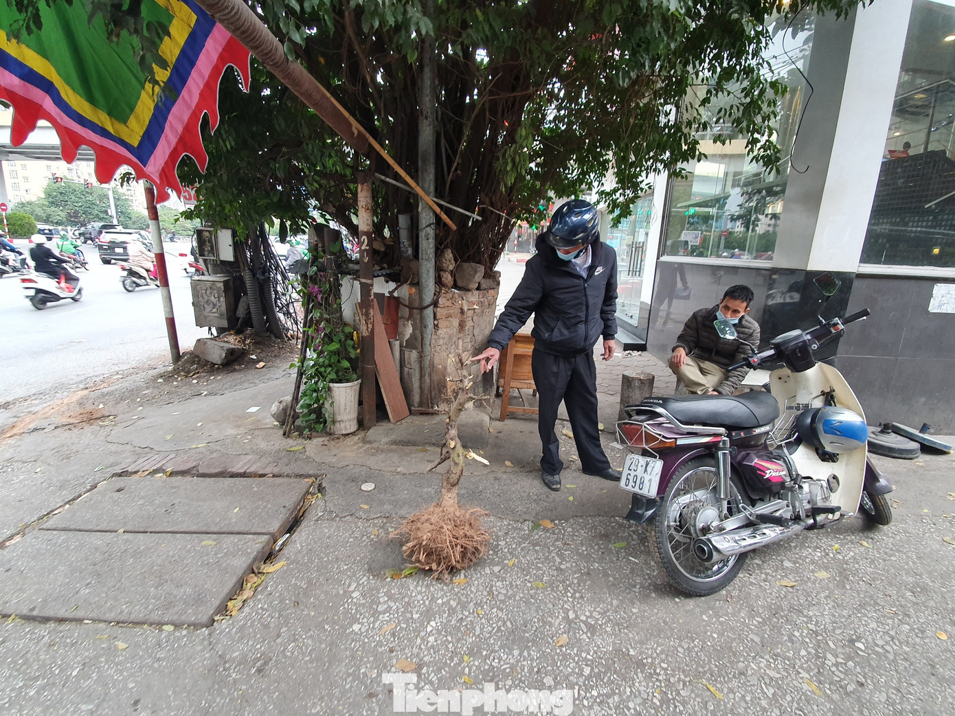 Đào, quất sớm 'về vườn' sau Tết Tân Sửu ảnh 9