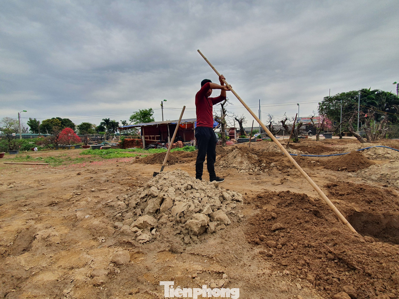 Đào, quất sớm 'về vườn' sau Tết Tân Sửu ảnh 1