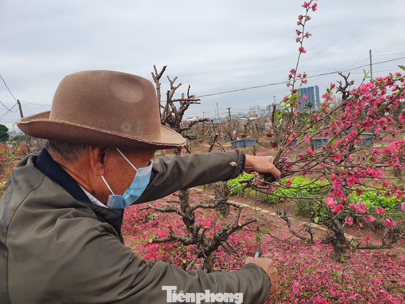 Đào, quất sớm 'về vườn' sau Tết Tân Sửu ảnh 7