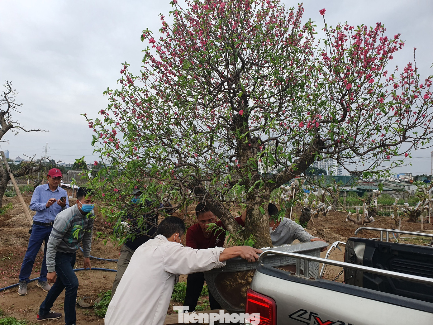 Đào, quất sớm 'về vườn' sau Tết Tân Sửu ảnh 4