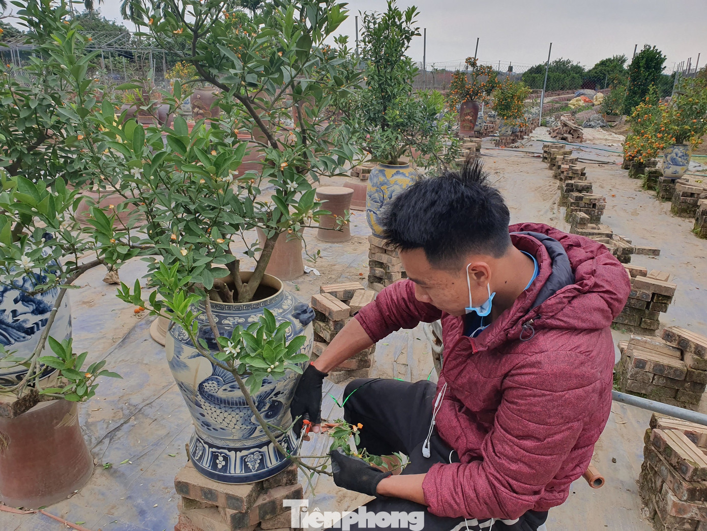 Đào, quất sớm 'về vườn' sau Tết Tân Sửu ảnh 8